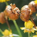 immortal flowers  screen for extension Chrome web store in OffiDocs Chromium