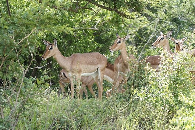Free download Impala Africa Nature -  free photo or picture to be edited with GIMP online image editor