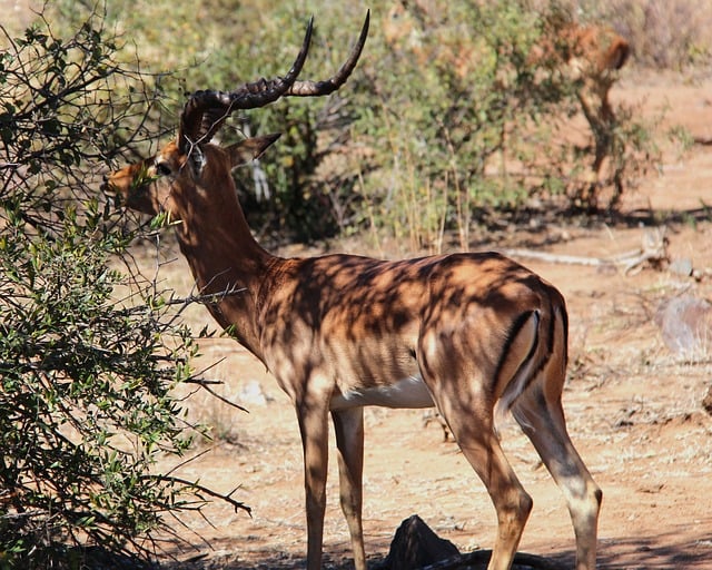Free download impala antelope african wildlife free picture to be edited with GIMP free online image editor