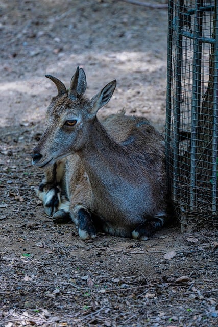 김프 무료 온라인 이미지 편집기로 편집할 수 있는 임팔라 클로즈업 동물 무료 사진을 무료로 다운로드하세요.
