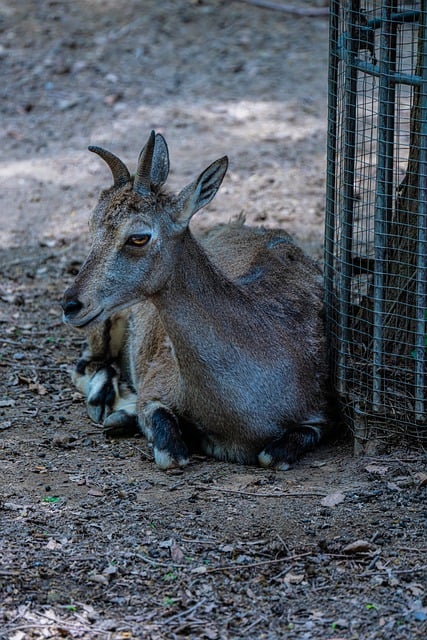 Безкоштовно завантажте безкоштовне зображення тварин impala крупним планом для редагування за допомогою безкоштовного онлайн-редактора зображень GIMP