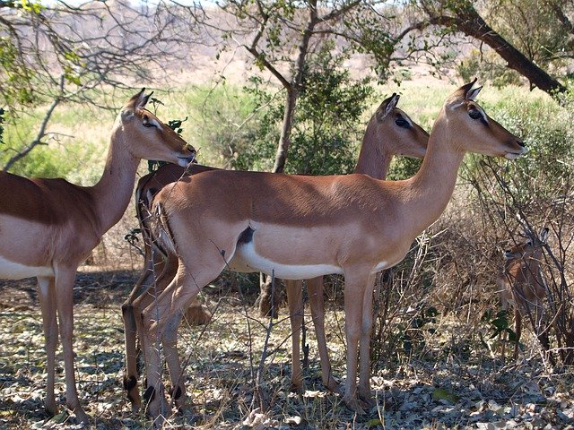 Free download Impala Gazelle Animal World -  free photo or picture to be edited with GIMP online image editor