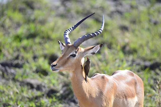 Free download impala horns red billed ox pecker free picture to be edited with GIMP free online image editor