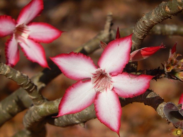 Free picture Impala Lily Flower Nature -  to be edited by GIMP free image editor by OffiDocs