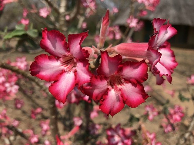 Gratis download Impala Lily Flowers Africa Pink - gratis gratis foto of afbeelding om te bewerken met GIMP online afbeeldingseditor