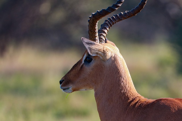 Free download impala nature mammal animal africa free picture to be edited with GIMP free online image editor