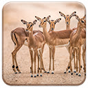 Impalas  screen for extension Chrome web store in OffiDocs Chromium