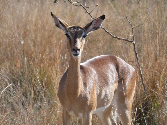 Muat turun percuma Impala Safari Animals - foto atau gambar percuma untuk diedit dengan editor imej dalam talian GIMP