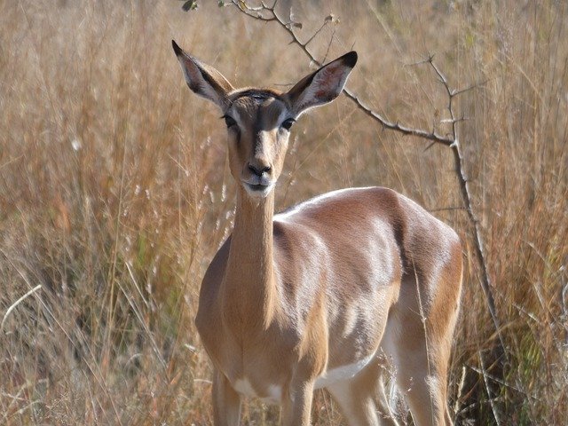 Descărcare gratuită Impala Safari Animals - fotografie sau imagini gratuite pentru a fi editate cu editorul de imagini online GIMP