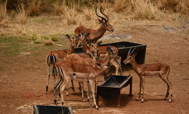 Free download impalas animals safari antelopes free picture to be edited with GIMP free online image editor