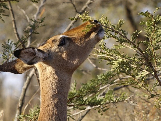 Free picture Impala Wildlife Gazelle -  to be edited by GIMP free image editor by OffiDocs