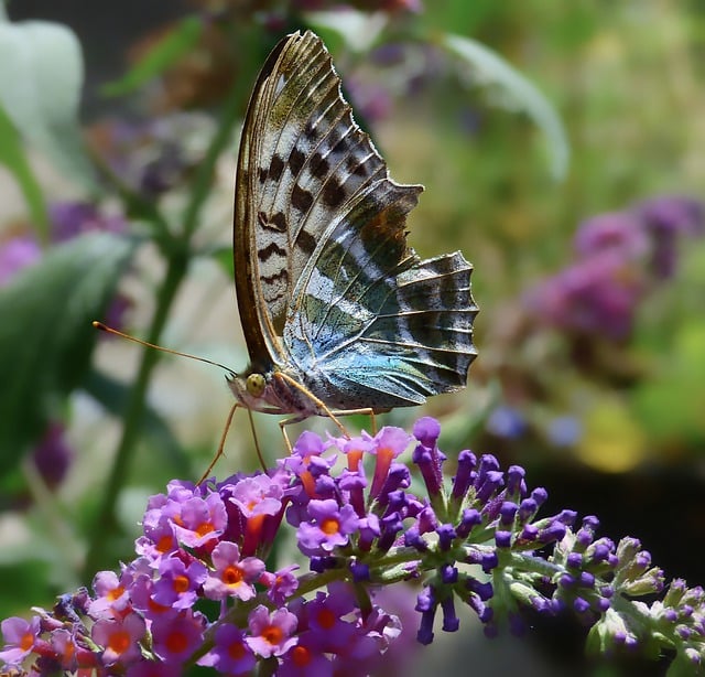 Free download imperial coat insect butterfly free picture to be edited with GIMP free online image editor