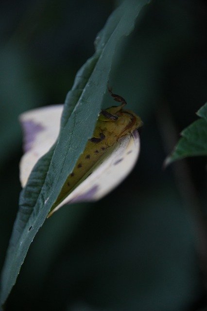 Free download Imperial Moth Eacles -  free photo or picture to be edited with GIMP online image editor