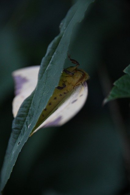 免费下载 Imperial Moth Eacles - 可使用 GIMP 在线图像编辑器编辑的免费照片或图片