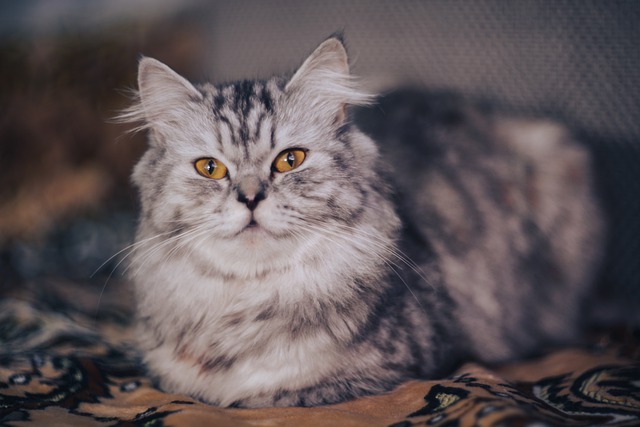 Free download important cat business yellow eyes free picture to be edited with GIMP free online image editor