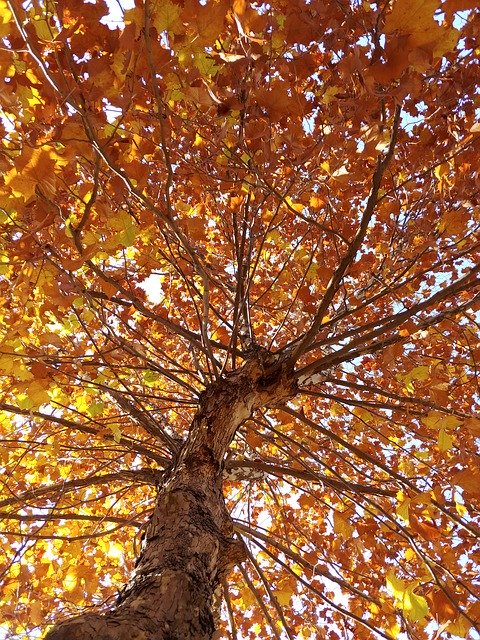 Gratis download In Autumn Leaves - gratis foto of afbeelding om te bewerken met GIMP online afbeeldingseditor
