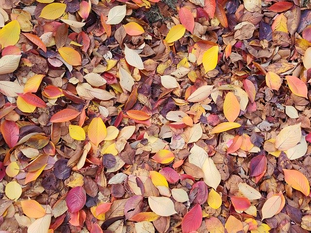 Безкоштовно завантажте In Autumn Leaves The - безкоштовну фотографію чи зображення для редагування за допомогою онлайн-редактора зображень GIMP