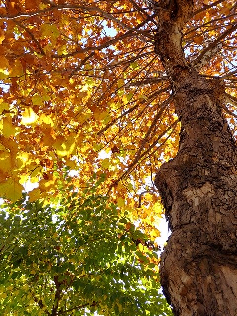 Free download In Autumn Leaves Wood -  free photo or picture to be edited with GIMP online image editor