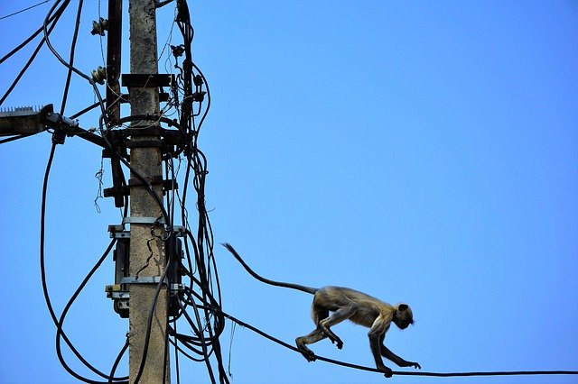 Free picture India Electricity Monkey -  to be edited by GIMP free image editor by OffiDocs