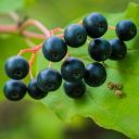 Indian Almond Tree – Nature’s Shade and Serenity  screen for extension Chrome web store in OffiDocs Chromium