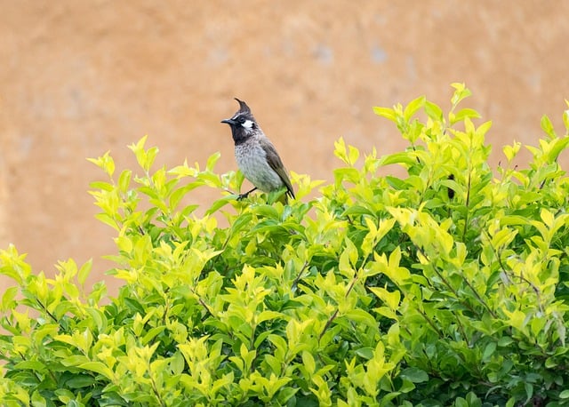 Free download indian bulbul bulbul bird nature free picture to be edited with GIMP free online image editor
