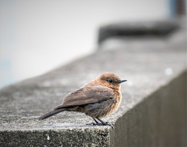 Free download indian chat bird animal free picture to be edited with GIMP free online image editor