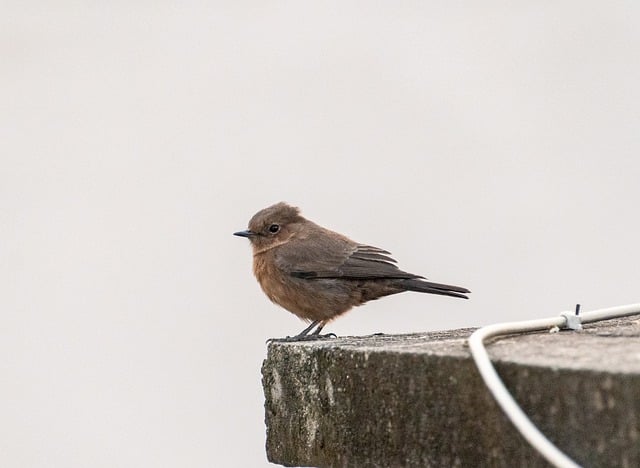 Bezpłatne pobieranie indyjskich czatów ptaków zwierząt małych ptaków darmowe zdjęcie do edycji za pomocą bezpłatnego edytora obrazów online GIMP