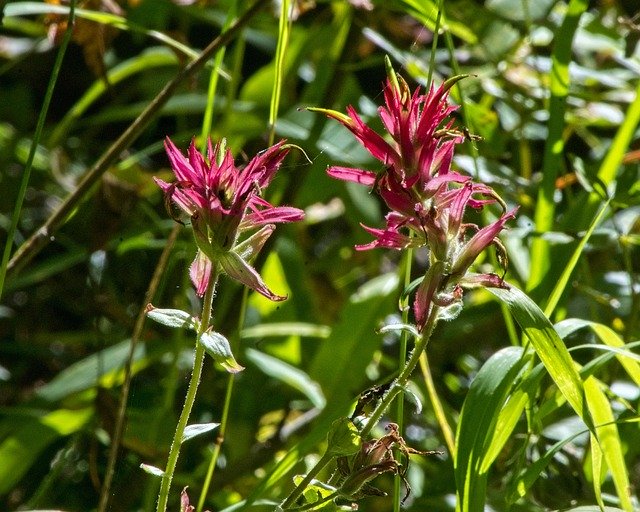 Free download Indian Paintbrush Wildflower -  free photo or picture to be edited with GIMP online image editor
