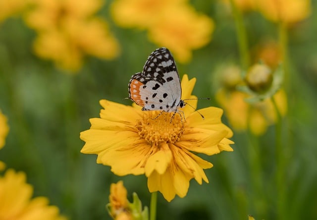 Free download indian red pierrot pierrot butterfly free picture to be edited with GIMP free online image editor