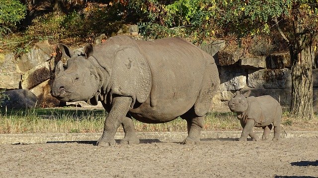 Free download Indian Rhinoceros Animals Mammalia -  free photo or picture to be edited with GIMP online image editor