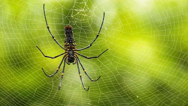 Free download Indian Spider Net -  free photo or picture to be edited with GIMP online image editor