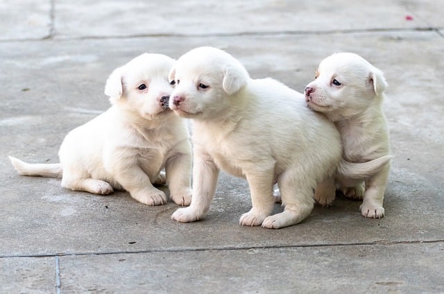Free download indian spitz puppies outdoors pets free picture to be edited with GIMP free online image editor