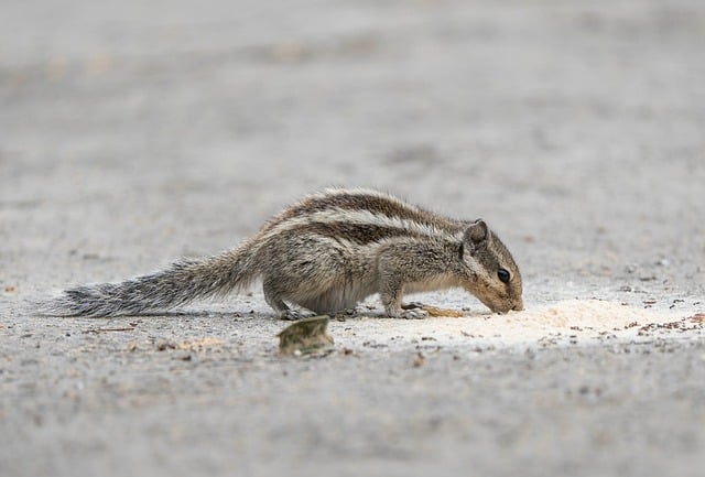 Free download indian squirrel squirrel animal free picture to be edited with GIMP free online image editor