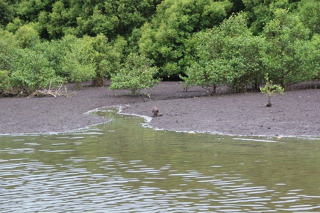 دانلود رایگان Indoesia River Water - عکس یا تصویر رایگان برای ویرایش با ویرایشگر تصویر آنلاین GIMP