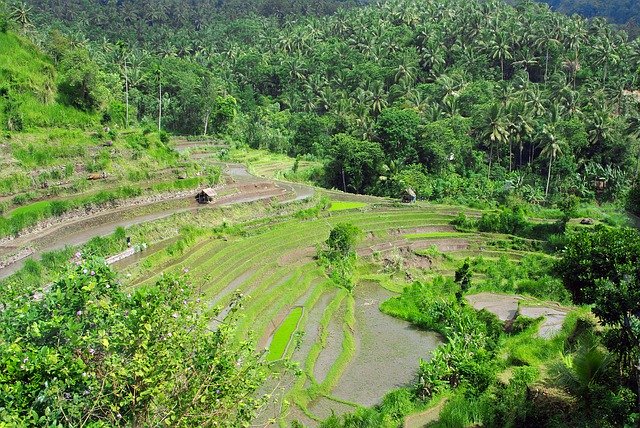 Téléchargement gratuit de riz indonésien de Bali - photo ou image gratuite à éditer avec l'éditeur d'images en ligne GIMP