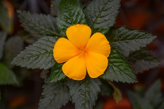 屋内の花を無料ダウンロード - GIMP オンライン画像エディターで編集できる無料の写真または画像