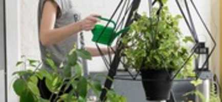 Free download Indoor Plant Maintenance In Fort Myers, Florida | Lush Lanais & Gardens free photo or picture to be edited with GIMP online image editor
