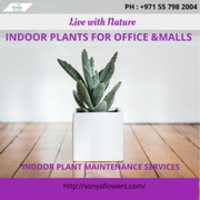 Free download Indoor Plant Maintenance Services In Dubai free photo or picture to be edited with GIMP online image editor