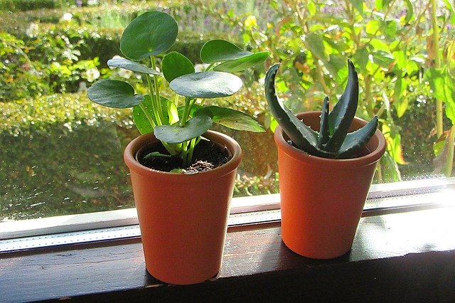 Free download Indoor Plant Window Sill Grow -  free photo or picture to be edited with GIMP online image editor