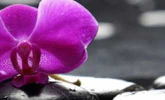 Free download Info 153 Orchid free photo or picture to be edited with GIMP online image editor