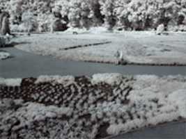 دانلود رایگان Infrared Landscape: Heidegarten, Schneverdingen عکس یا عکس رایگان برای ویرایش با ویرایشگر تصویر آنلاین GIMP