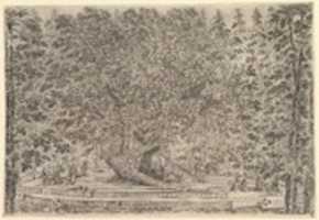 Free download Inhabited Tree, from Views of the villa at Pratolino free photo or picture to be edited with GIMP online image editor