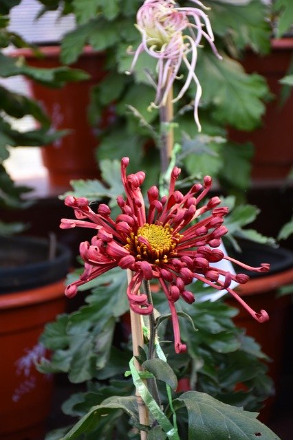 Free download Ink Chrysanthemum Crimson -  free photo or picture to be edited with GIMP online image editor