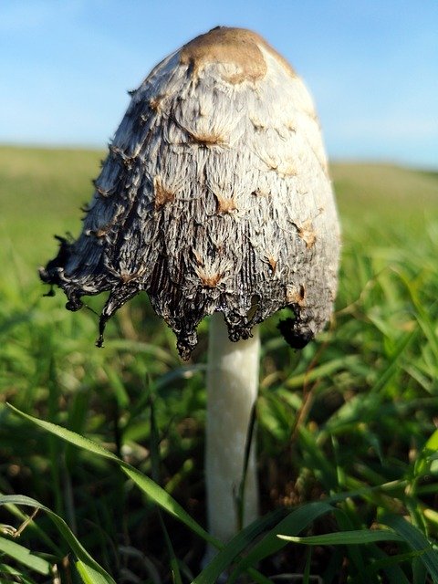 Bezpłatne pobieranie Inktzwam Outdoor Autumn - bezpłatne zdjęcie lub obraz do edycji za pomocą internetowego edytora obrazów GIMP