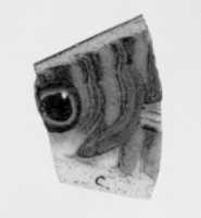 Free download Inlay, fish fragment free photo or picture to be edited with GIMP online image editor