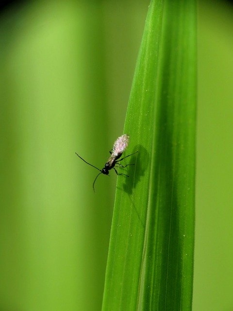 Téléchargement gratuit Insect Ant Leaf - photo ou image gratuite à modifier avec l'éditeur d'images en ligne GIMP