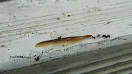 Free download Insect Ant Work -  free video to be edited with OpenShot online video editor
