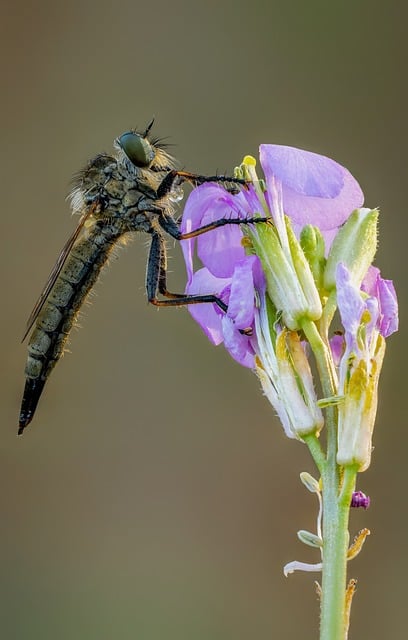 Free download insect asilidae entomology nature free picture to be edited with GIMP free online image editor
