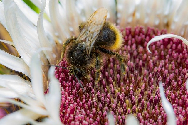 Unduh gratis Insect Bee Arthropoda - foto atau gambar gratis untuk diedit dengan editor gambar online GIMP