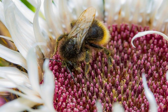 Free download Insect Bee Arthropod -  free photo or picture to be edited with GIMP online image editor